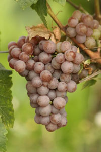 grape_11